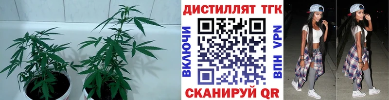 МЕГА ТОР  Лабытнанги  Дистиллят ТГК THC oil 